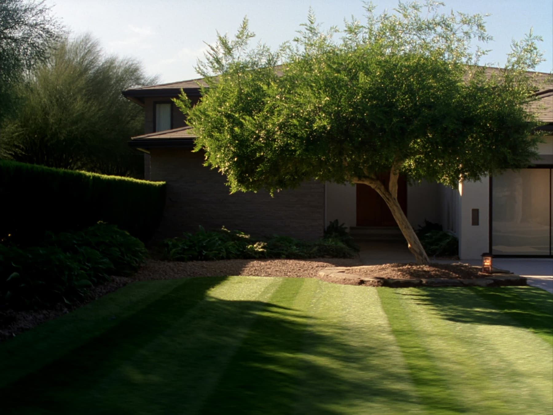 A pruned shade tree over a striped lawn, canopy raised the way Curb Appeal trims it