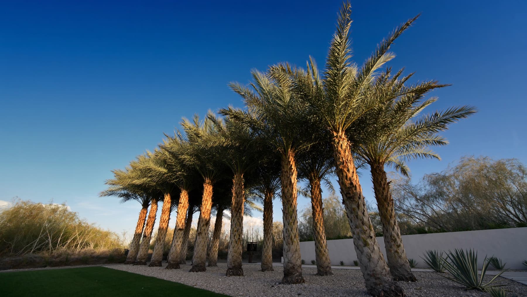 Freshly trimmed palms against a blue sky, the kind of cleanup Curb Appeal tree trimming does